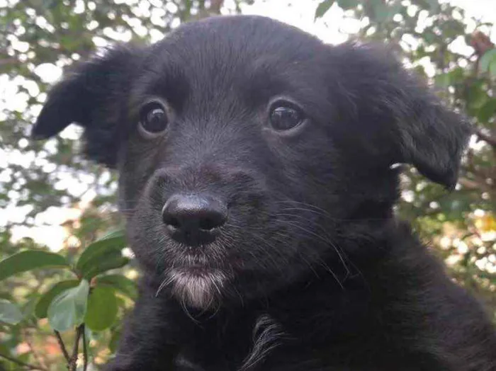 Cachorro raça SRD  idade Abaixo de 2 meses nome Sem Nome