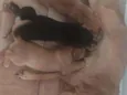 Lola e filhotes