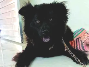 Cachorro raça Chowchow idade 2 anos nome Chiclete