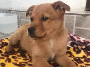 Cachorro raça SRD idade Abaixo de 2 meses nome Sem nome