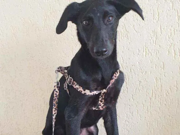 Cachorro raça Sem raça definida  idade 1 ano nome Aurora