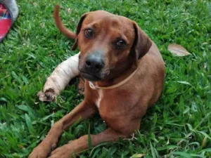 Cachorro raça SRD-ViraLata idade 4 anos nome Não sabemos