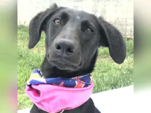 Cachorro raça Sem raça definida  idade 1 ano nome Aurora