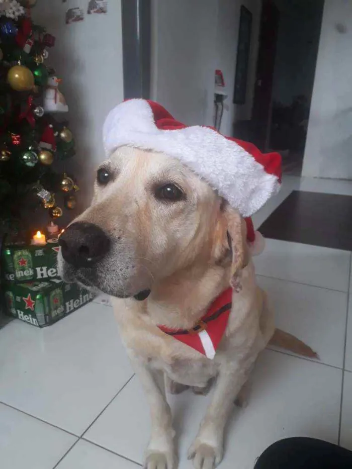 Cachorro ra a Labrador  idade 6 ou mais anos nome Bolt