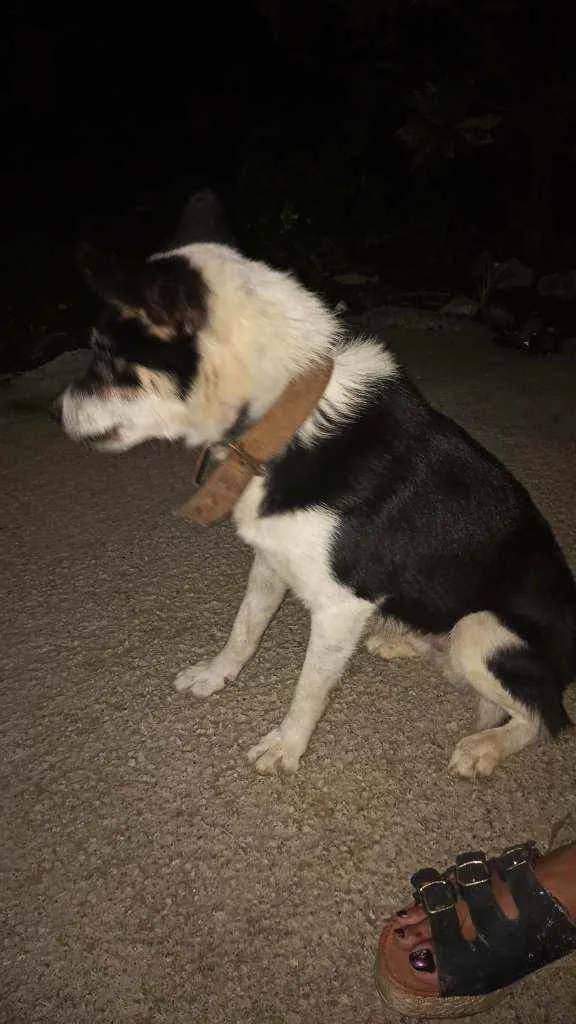 Cachorro ra a Misturado idade 2 anos nome Sask