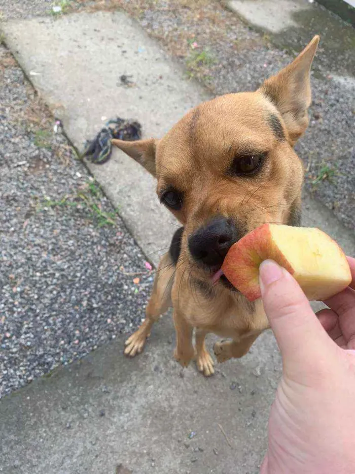 Cachorro ra a sem raça definida idade 1 ano nome Pandora