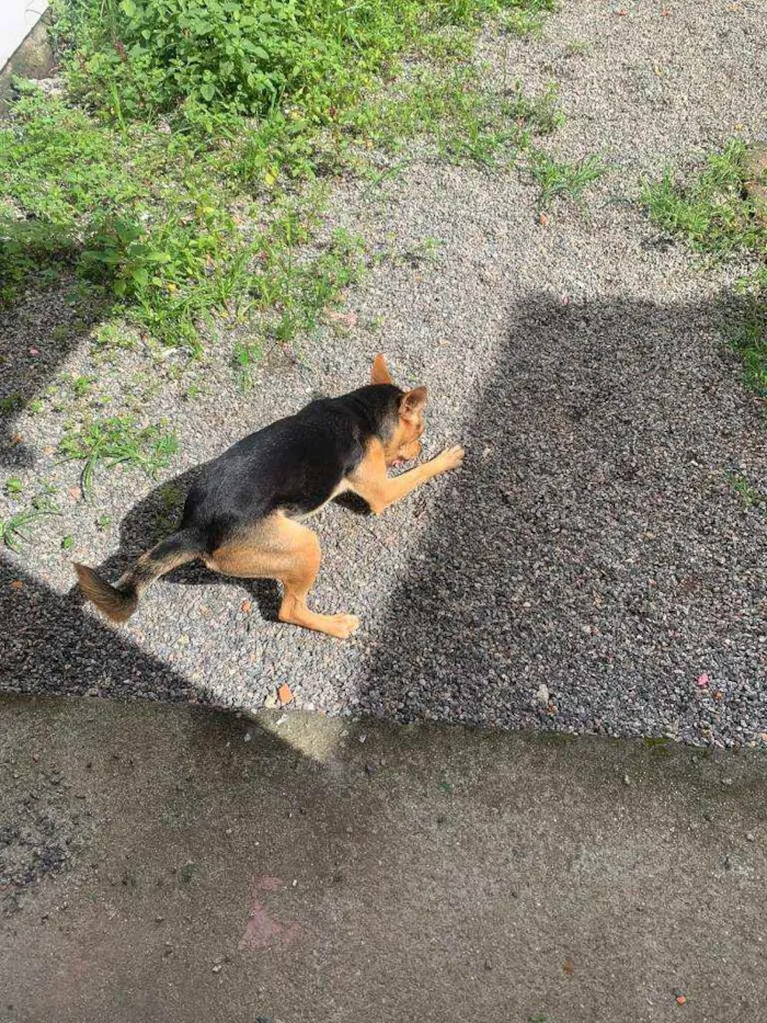 Cachorro ra a sem raça definida idade 1 ano nome Pandora