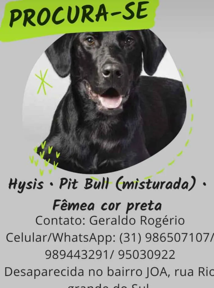 Cachorro raça Pit Bull misturado idade 7 a 11 meses nome Hisis