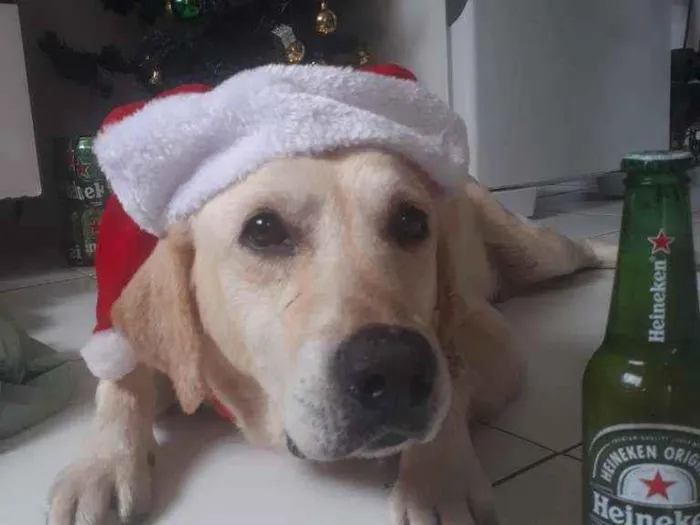 Cachorro ra a Labrador  idade 6 ou mais anos nome Bolt