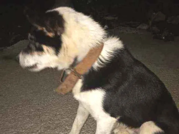 Cachorro ra a Misturado idade 2 anos nome Sask