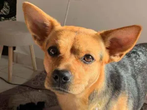 Cachorro raça sem raça definida idade 1 ano nome Pandora