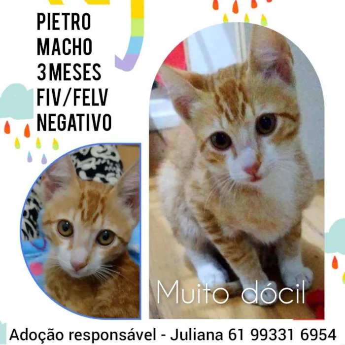 Gato ra a Srd idade 2 a 6 meses nome Pietro