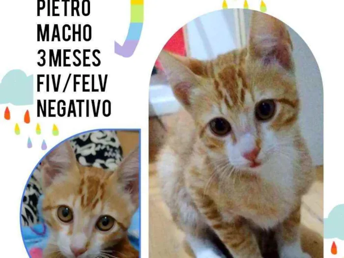 Gato ra a Srd idade 2 a 6 meses nome Pietro