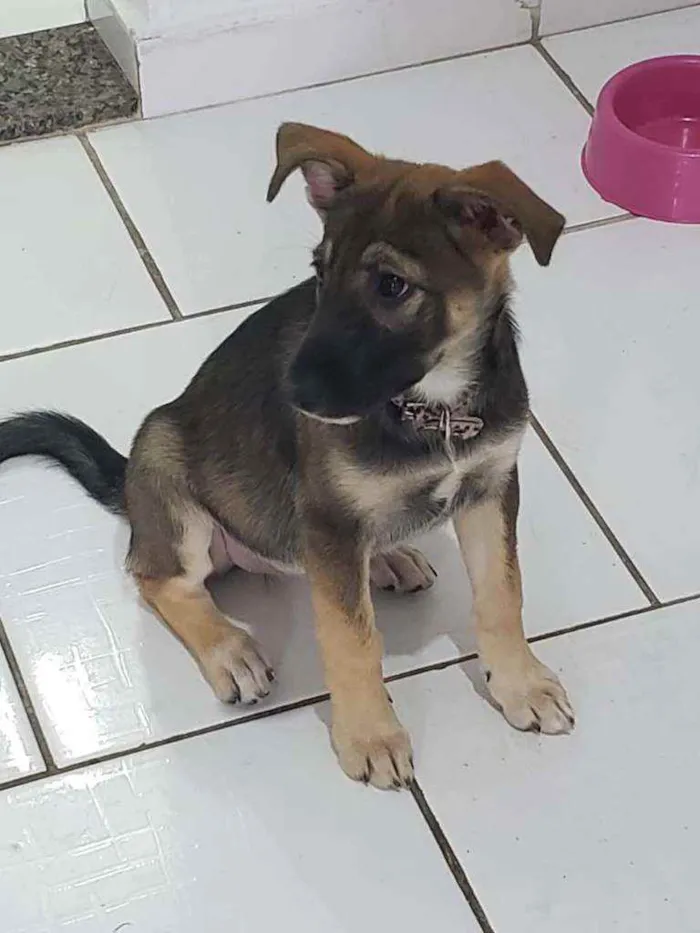 Cachorro ra a Srd idade 2 a 6 meses nome Nina