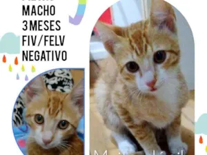 Gato raça Srd idade 2 a 6 meses nome Pietro