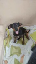 Joao