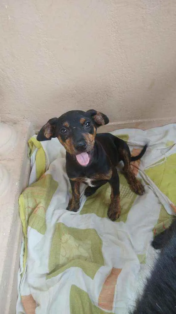 Cachorro ra a SRD idade 2 a 6 meses nome Joao