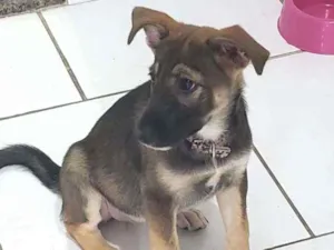 Cachorro raça Srd idade 2 a 6 meses nome Nina