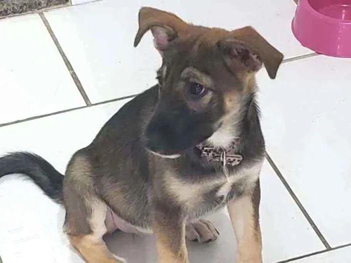 Cachorro ra a Srd idade 2 a 6 meses nome Nina