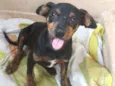 Joao