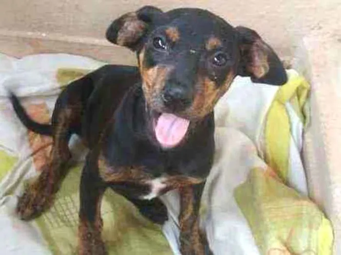 Cachorro ra a SRD idade 2 a 6 meses nome Joao