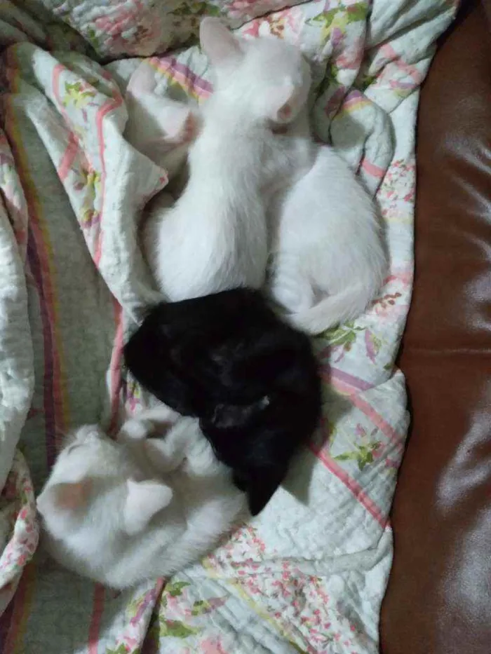 Gato raça Vira lata idade Abaixo de 2 meses nome Sem nome