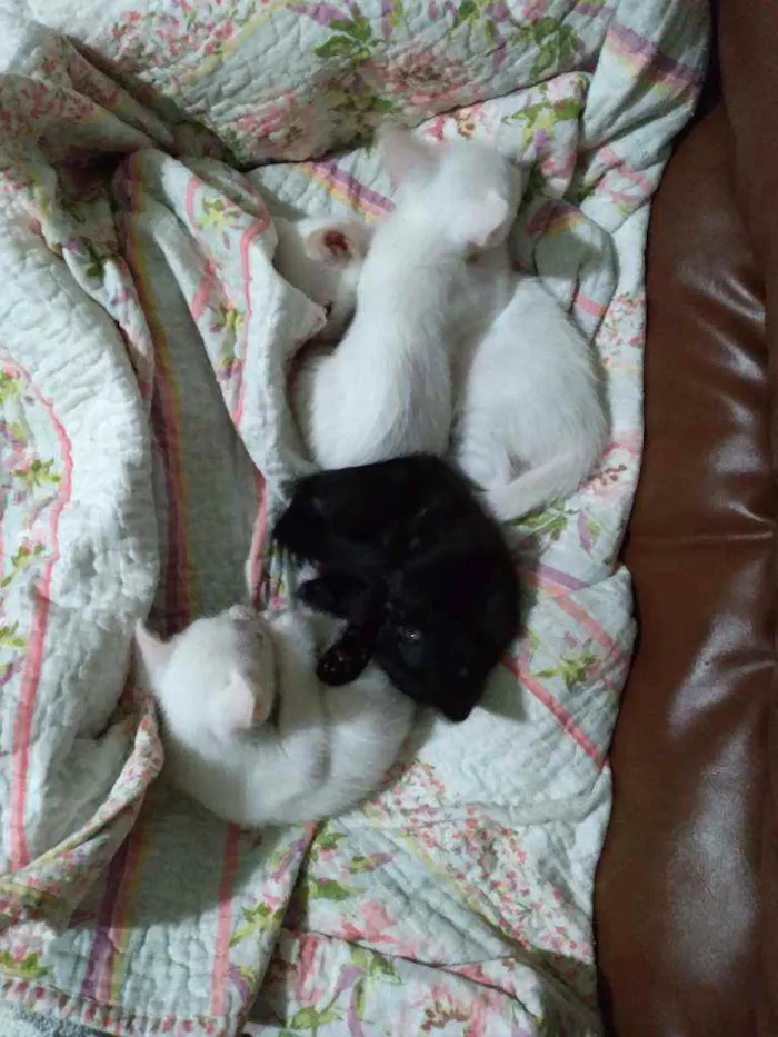 Gato raça Vira lata idade Abaixo de 2 meses nome Sem nome
