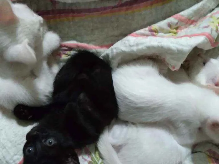 Gato raça Vira lata idade Abaixo de 2 meses nome Sem nome