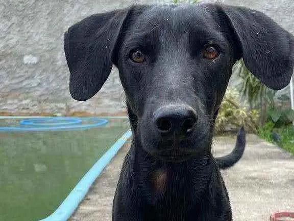 Cachorro ra a SRD idade  nome Pelé
