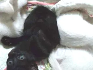 Gato raça Vira lata idade Abaixo de 2 meses nome Sem nome