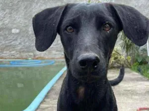 Cachorro raça SRD idade  nome Pelé