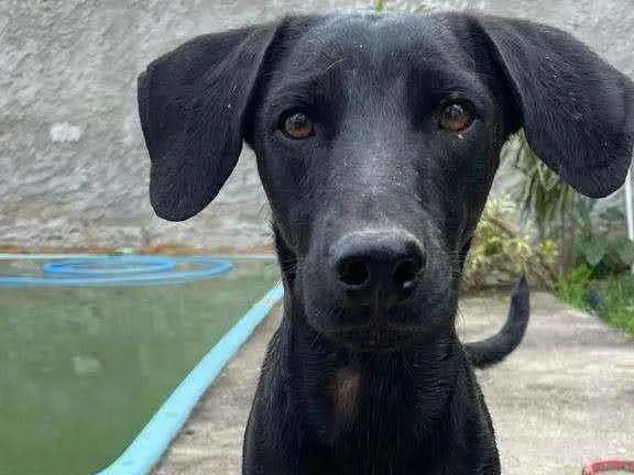Cachorro ra a SRD idade  nome Pelé
