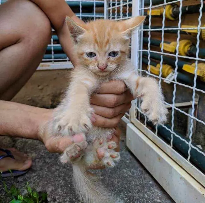 Gato raça Srd idade Abaixo de 2 meses nome Ruivinha