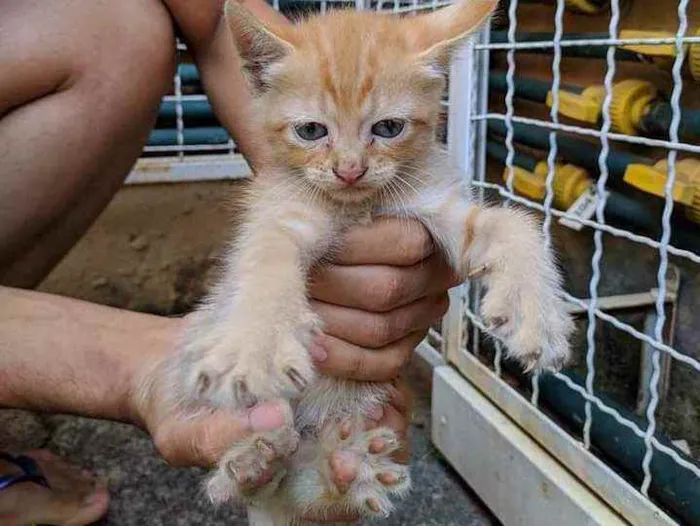 Gato raça Srd idade Abaixo de 2 meses nome Ruivinha