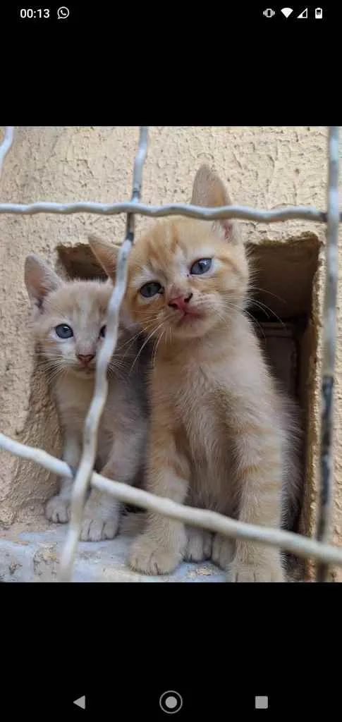Gato raça Srd idade Abaixo de 2 meses nome Ruivinha