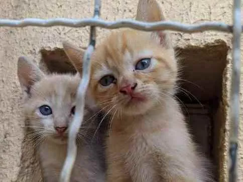 Gato raça Srd idade Abaixo de 2 meses nome Ruivinha