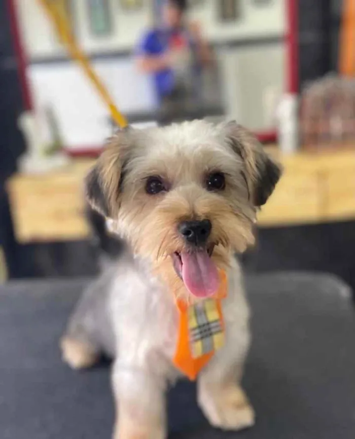 Cachorro ra a Yorkshire  idade 7 a 11 meses nome Adoção responsável 