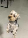 Adoção responsável
