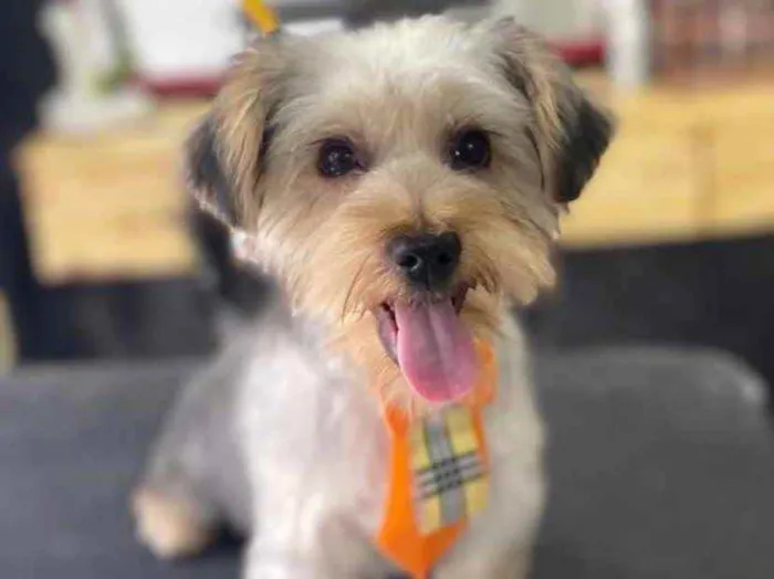 Cachorro ra a Yorkshire  idade 7 a 11 meses nome Adoção responsável 