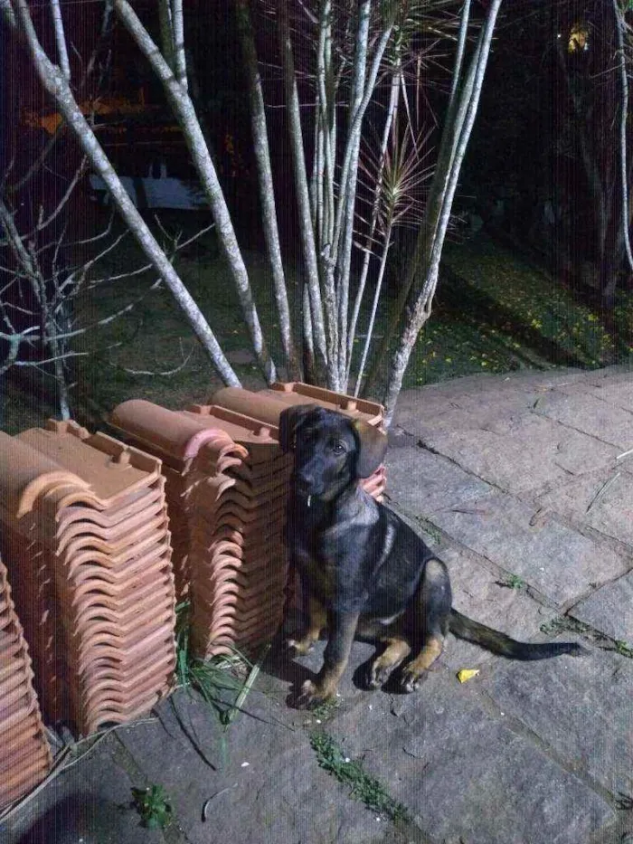 Cachorro ra a Vira lata idade 2 a 6 meses nome Tara 