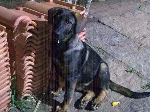 Cachorro ra a Vira lata idade 2 a 6 meses nome Tara 