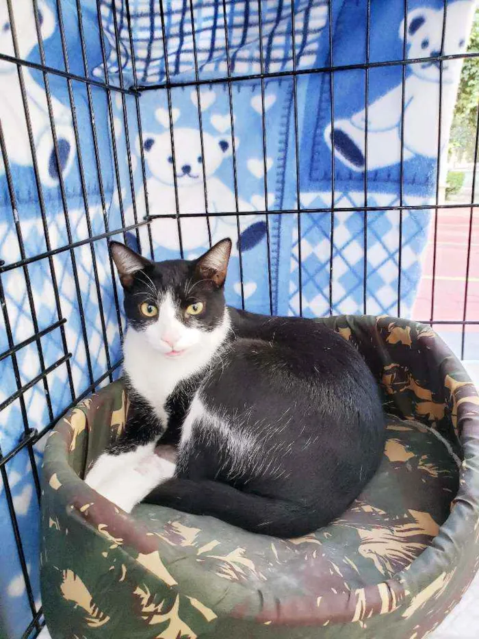 Gato raça Srd idade 2 anos nome Sebastian