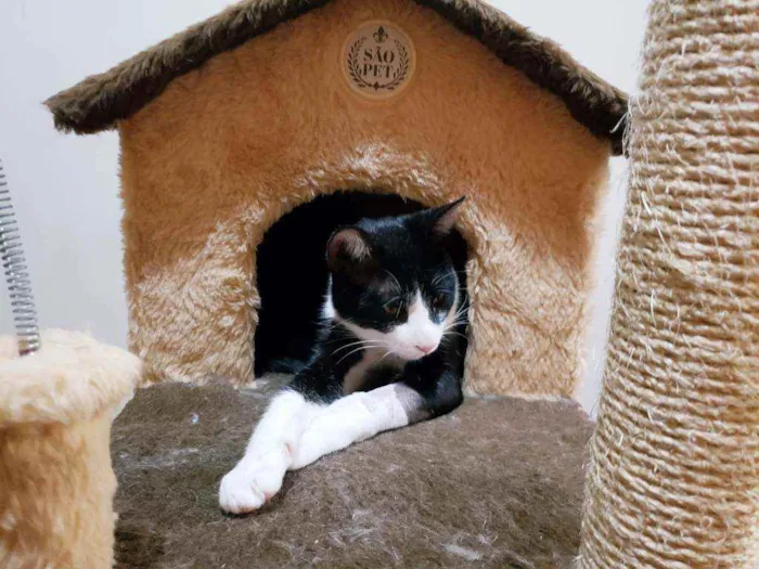 Gato raça Srd idade 2 anos nome Sebastian