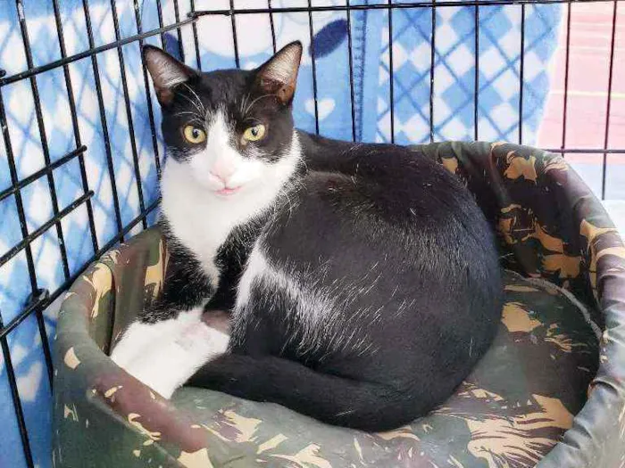 Gato raça Srd idade 2 anos nome Sebastian