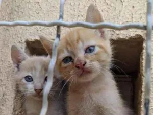 Gato raça Srd idade Abaixo de 2 meses nome Ruivinha