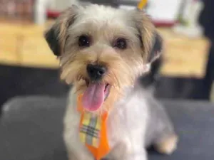 Cachorro raça Yorkshire  idade 7 a 11 meses nome Adoção responsável 