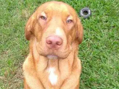 Cachorro ra a Vira lata idade 5 anos nome Toy