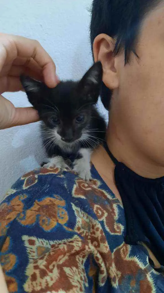 Gato ra a  idade Abaixo de 2 meses nome Gelatina