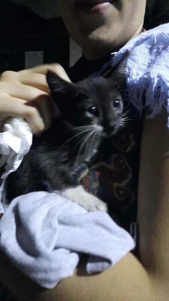 Gato ra a  idade Abaixo de 2 meses nome Gelatina