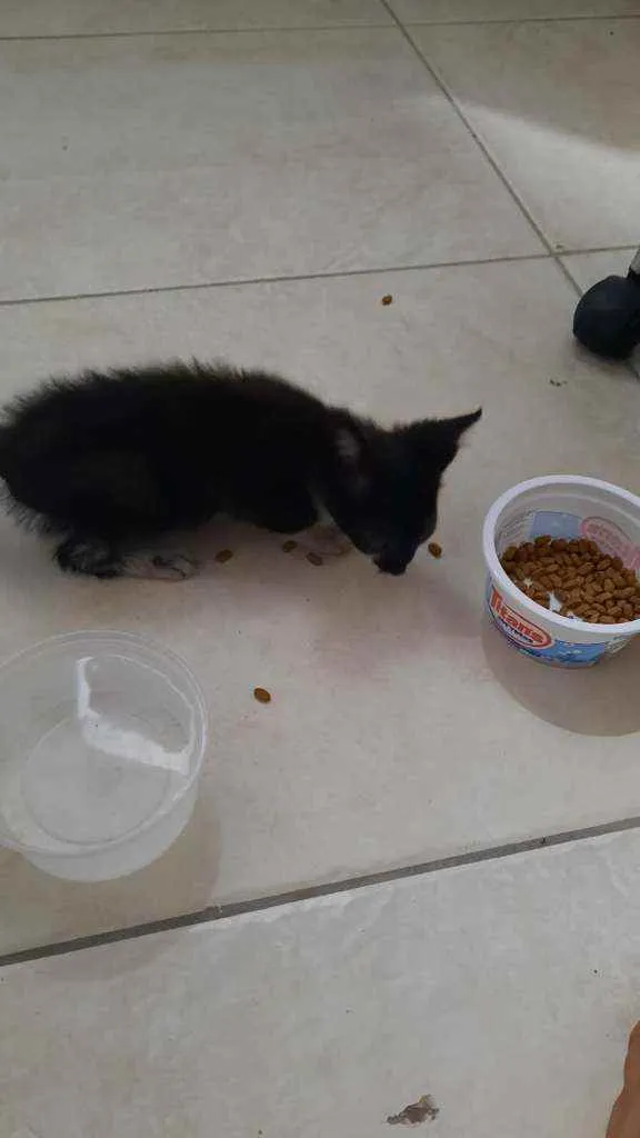 Gato ra a  idade Abaixo de 2 meses nome Gelatina